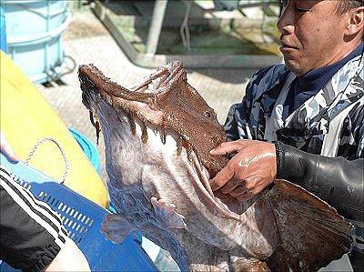 아귀