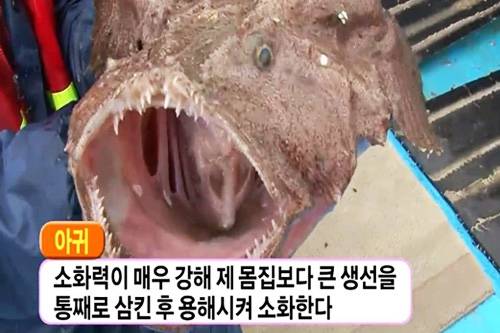 아귀