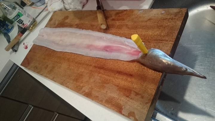 바다뱀