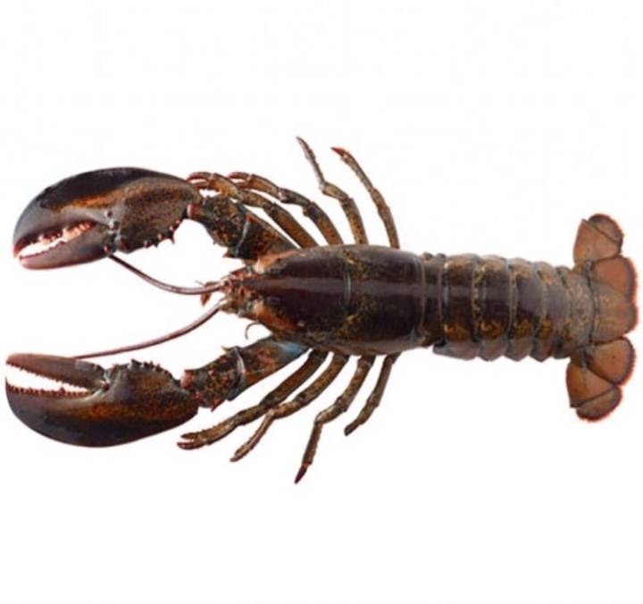 바닷가재