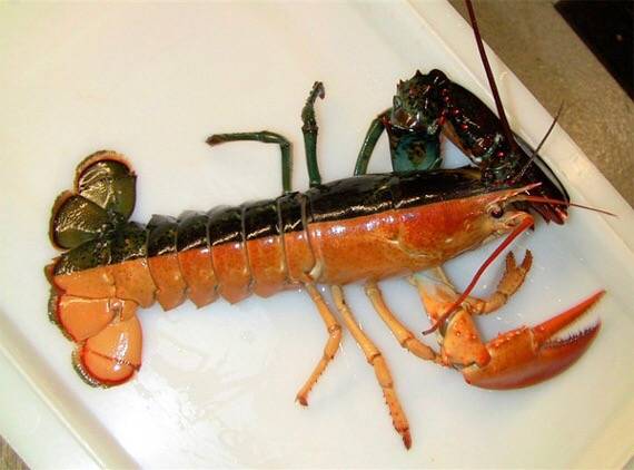 바닷가재