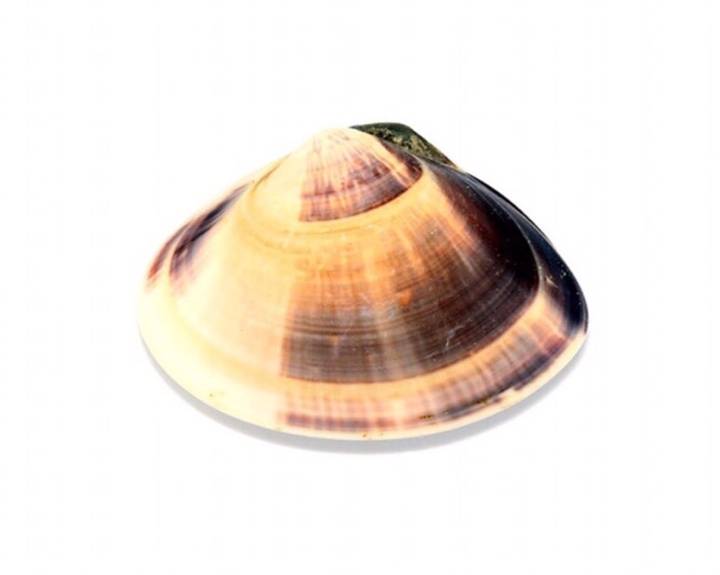 백합