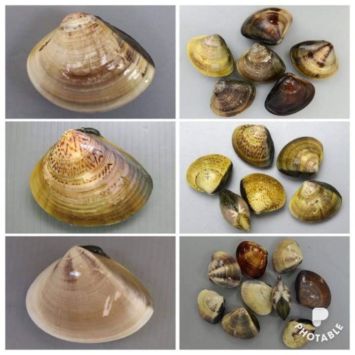 백합
