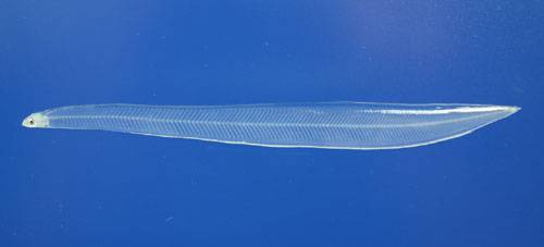 뱀장어