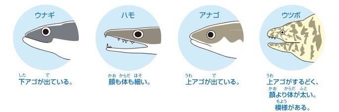 뱀장어