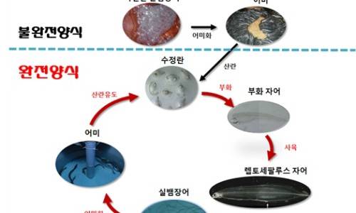 뱀장어