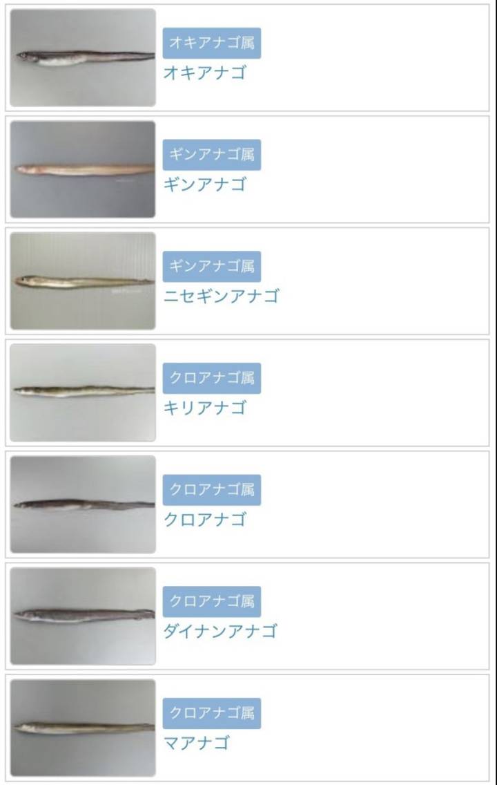 뱀장어