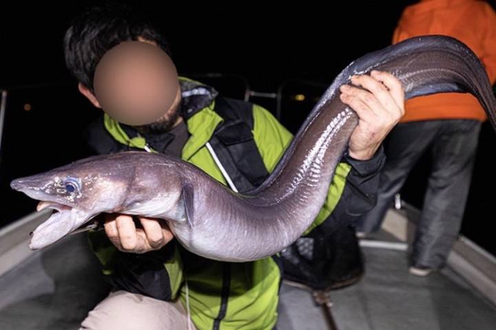 뱀장어
