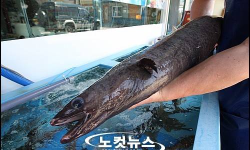뱀장어