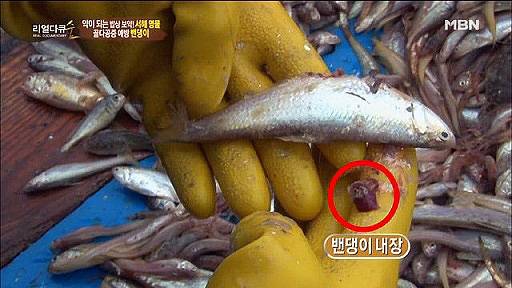 밴댕이