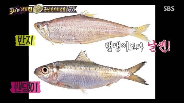 밴댕이