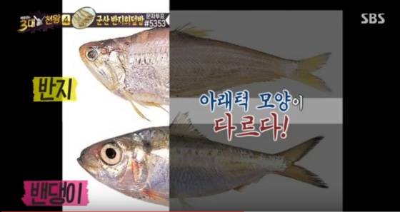 밴댕이