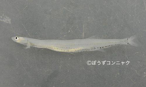 뱅어