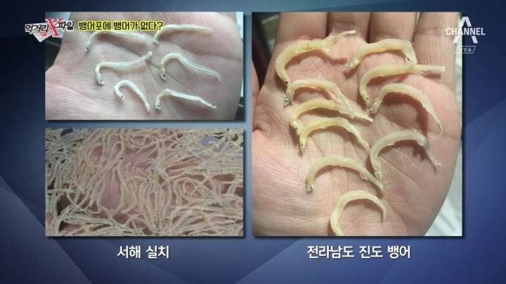 뱅어