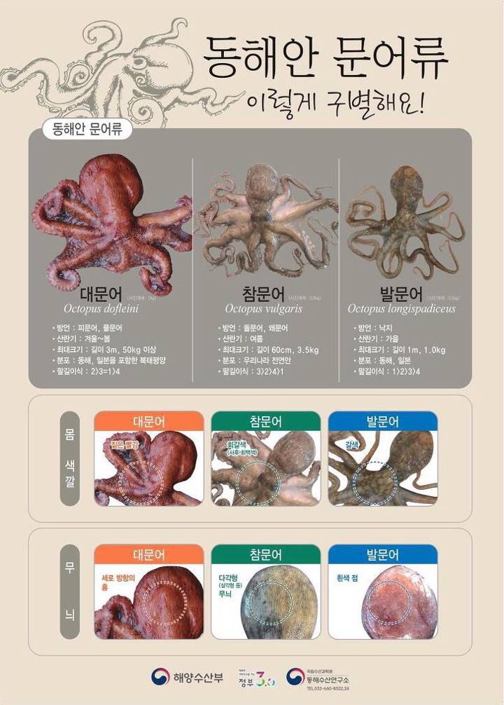 발문어