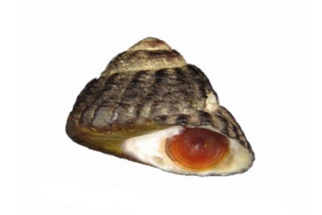 밤고둥