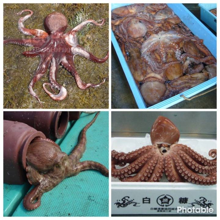 밤나무문어