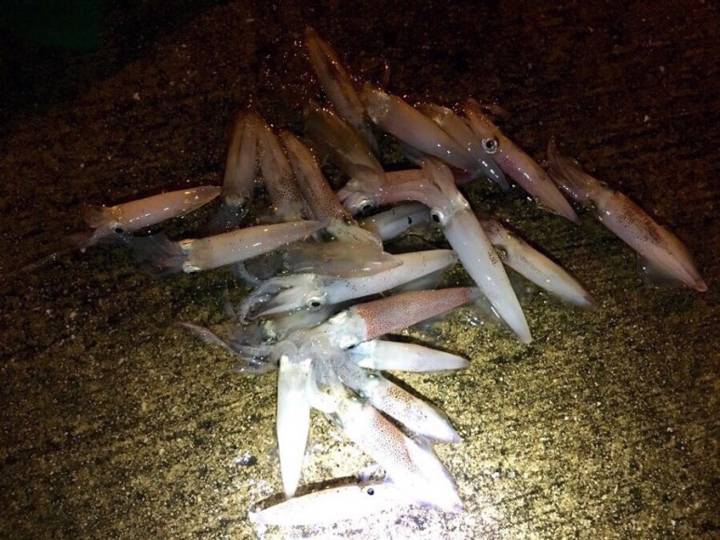 반원니꼴뚜기