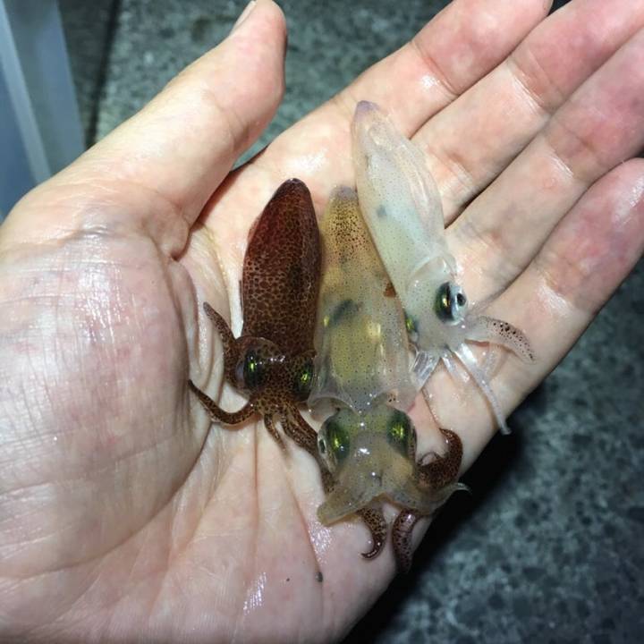 반원니꼴뚜기