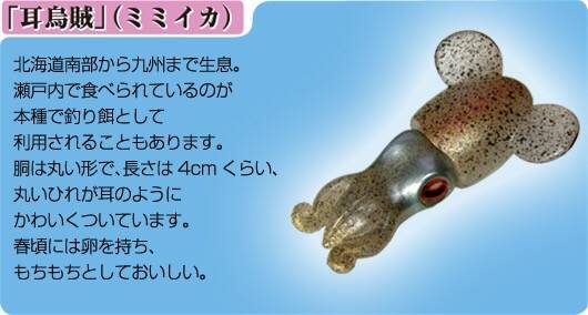 반원니꼴뚜기