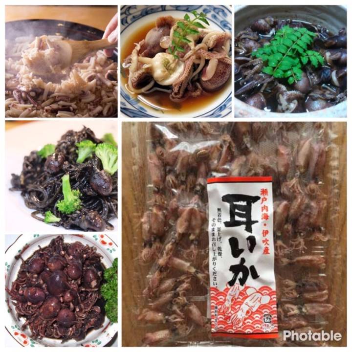 반원니꼴뚜기