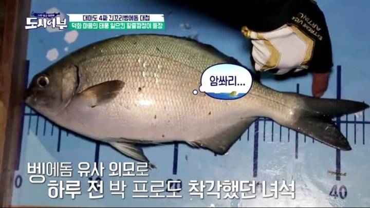 벵에돔