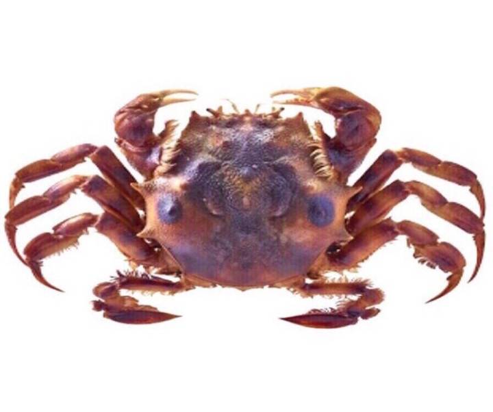 범게