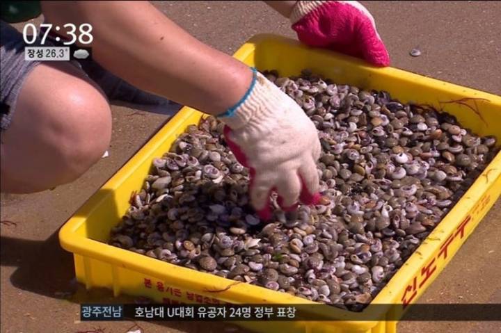 비단고둥