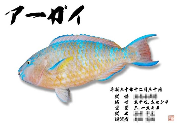 비늘돔