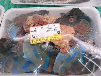비늘돔