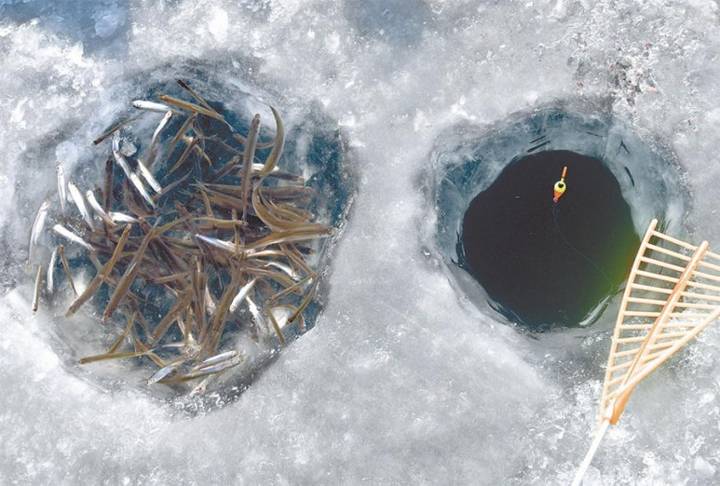 빙어
