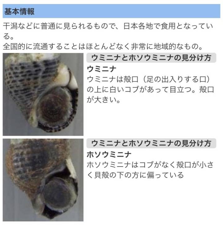 비틀이고둥