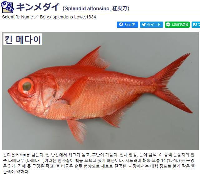 빛금눈돔