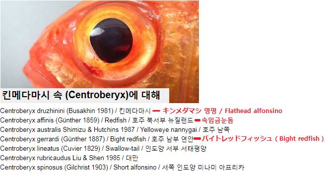 빛금눈돔