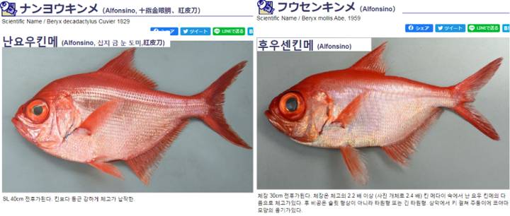 빛금눈돔