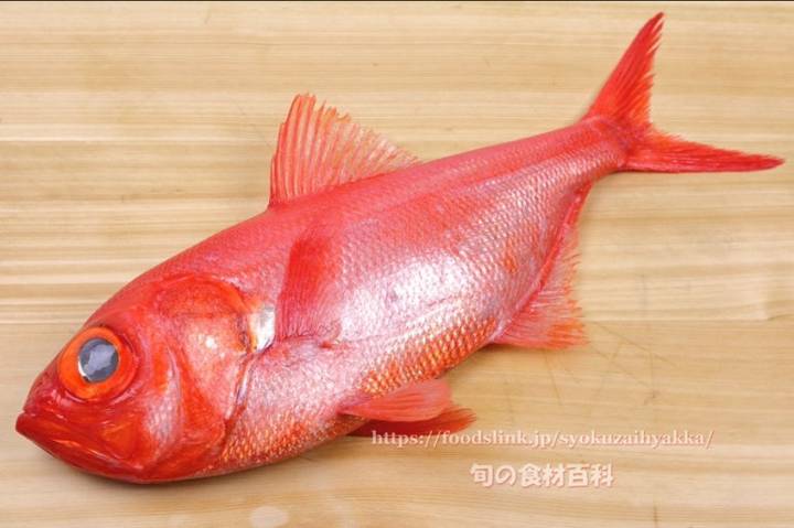 빛금눈돔