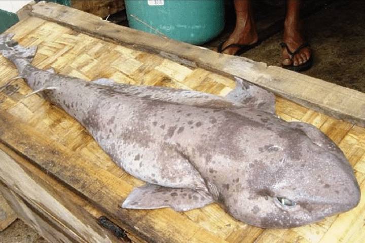 복상어