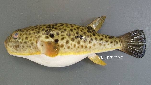 복섬