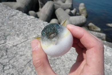 복섬