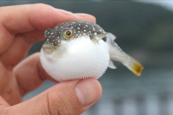 복섬
