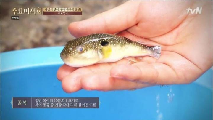 복섬