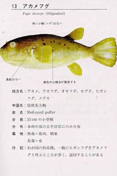 복섬