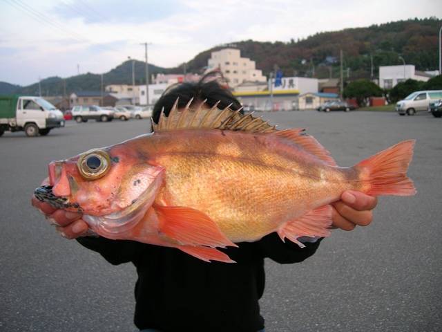 볼락