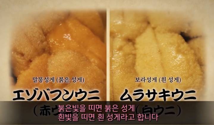 보라성게