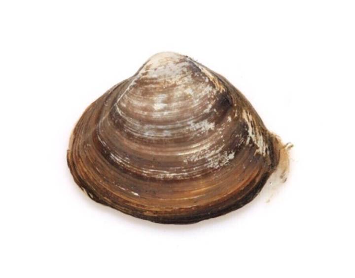 북방대합
