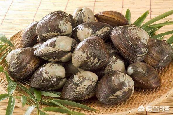 북방대합