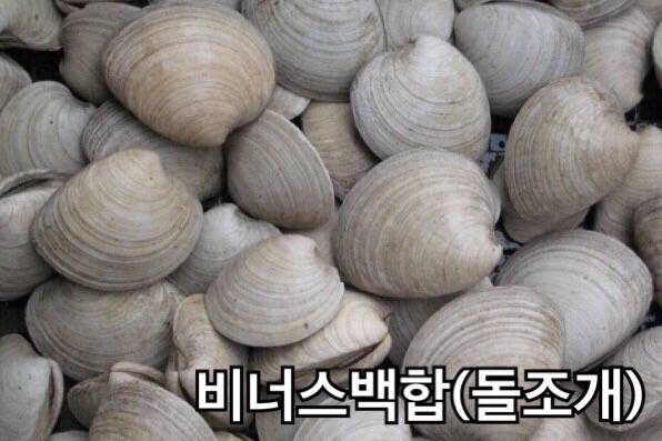 북방대합