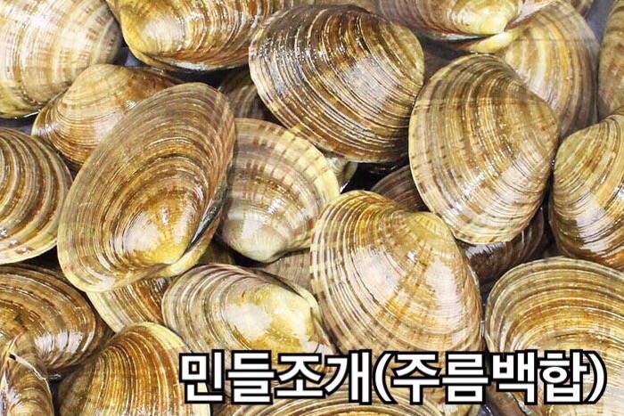 북방대합