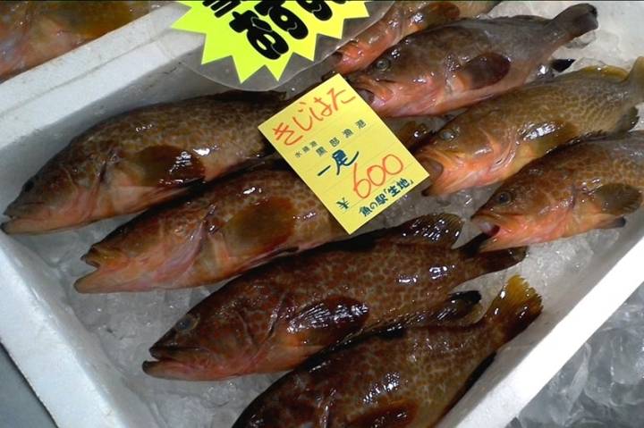 붉바리