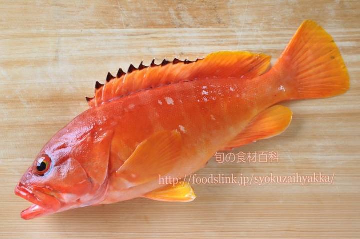 붉바리
